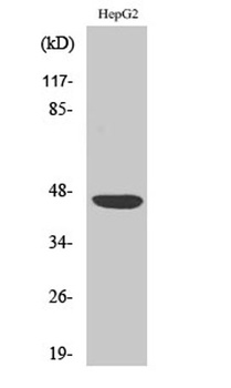 CAR antibody