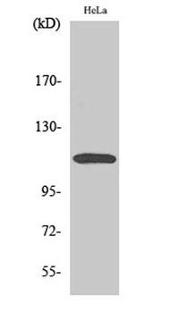 CARD 10 antibody