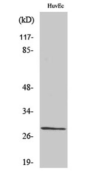 Casein Kinase IIbeta antibody