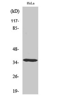 Casein Kinase Ialpha antibody