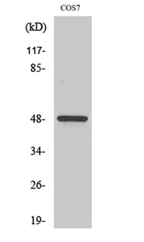 Casein Kinase Igamma1 antibody