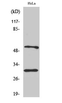 Caspase-10 B/C antibody