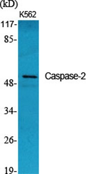Caspase-2 antibody