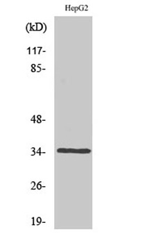 Caspase-6 antibody