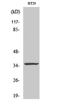 Caspase-7 antibody
