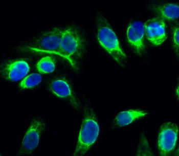 Catenin-alpha E/N antibody