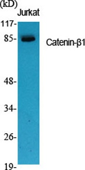 Catenin-beta1 antibody