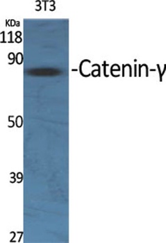 Catenin-gamma antibody