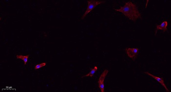 Caveolin-1 rabbit pAb