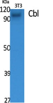 Cbl antibody