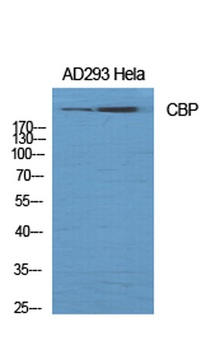 CREBBP antibody