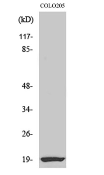 CBP20 antibody