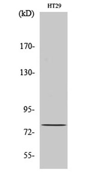 CBP80 antibody