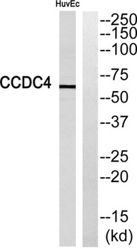 CCDC4 rabbit pAb Antibody