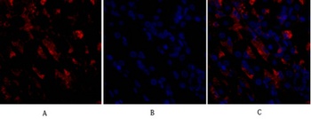 CD284 rabbit pAb Antibody
