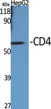 CD4 rabbit pAb Antibody