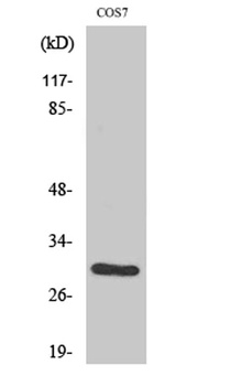 CD40 rabbit pAb