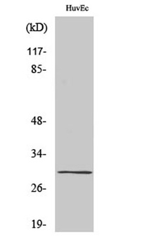 CD70 rabbit pAb Antibody