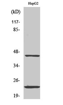 CD83 antibody