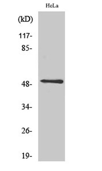 CD88 antibody