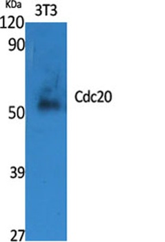 Cdc20 antibody