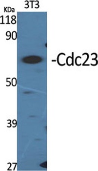 Cdc23 antibody
