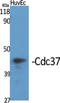 Cdc37 antibody