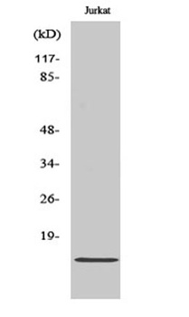 Cdc42EP5 antibody