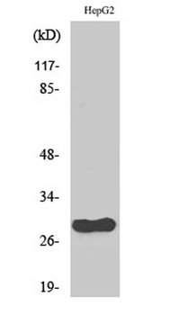CdcA3 antibody