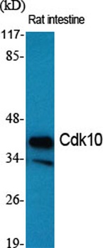 Cdk10 antibody