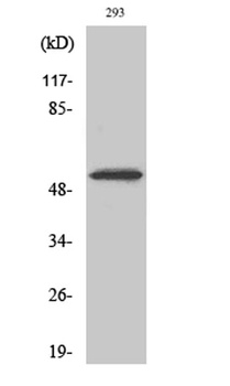 Cdk8 antibody