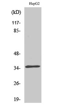 CdkL4 antibody