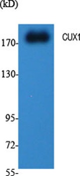 CUX1 antibody