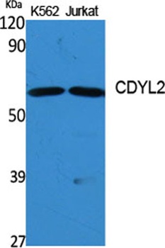 CDYL2 antibody