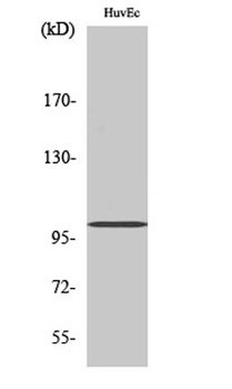 Centrobin antibody