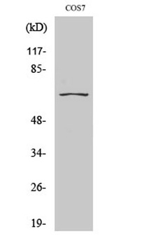 CEP70 antibody