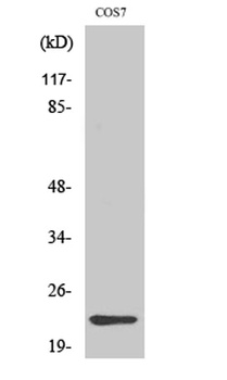 Cerebellin 4 antibody