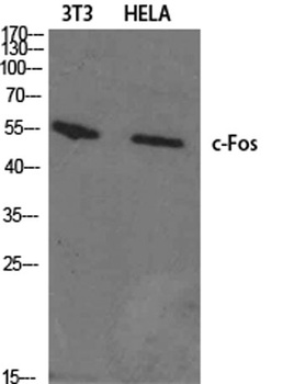 c-Fos rabbit pAb