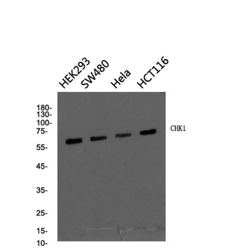 Chk2 antibody