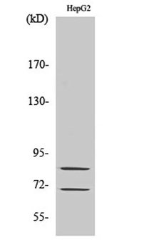 Chat antibody