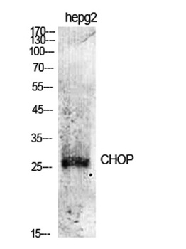 CHOP antibody