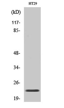 CHP2 rabbit pAb