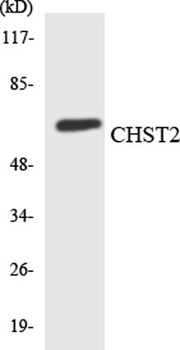 CHST2 rabbit pAb