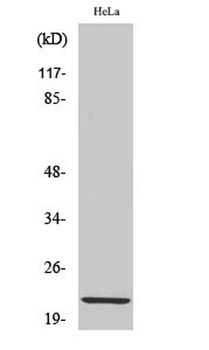Claudin-1 rabbit pAb Antibody