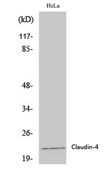 Claudin-4 antibody