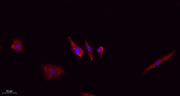 Claudin 5 antibody