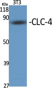 CLC-4 antibody
