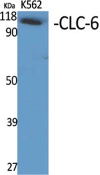 CLC-6 antibody