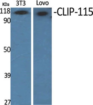 CLIP-115 antibody