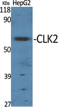 CLK2 antibody